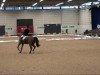 dressage horse Ribery 9 (Westphalian, 2005, from Riccione)