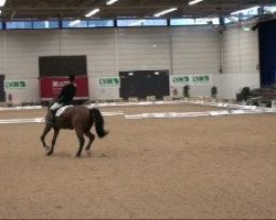 dressage horse Ribery 9 (Westphalian, 2005, from Riccione)