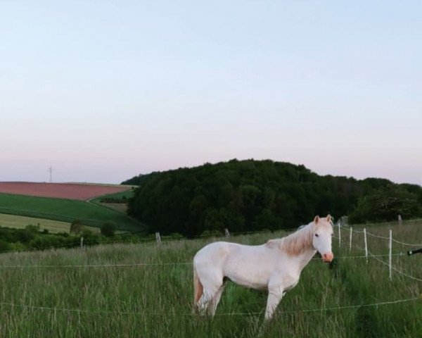 broodmare Dolores (German Riding Pony, 1992, from Prince Stardust)