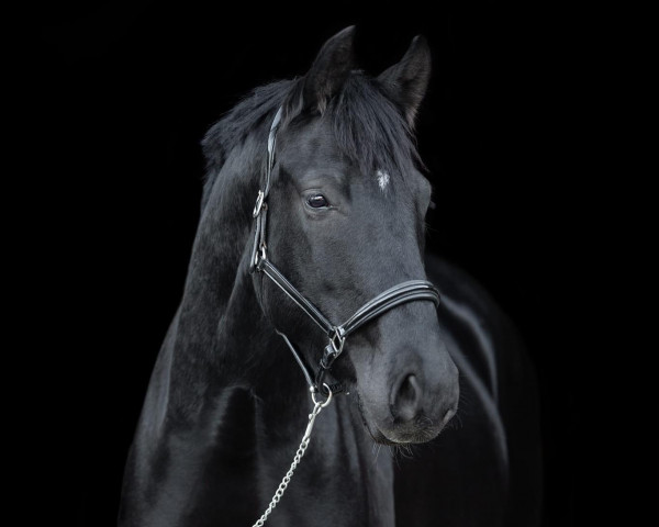 dressage horse Flocon de Noir (Hanoverian, 2018, from For Romance I)