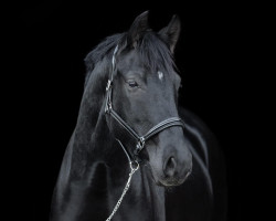 dressage horse Flocon de Noir (Hanoverian, 2018, from For Romance I)