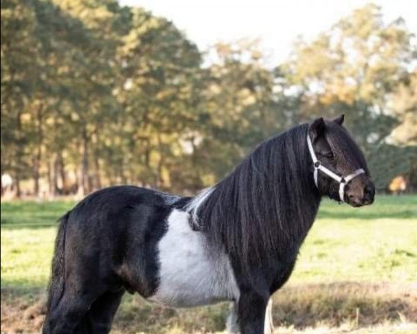 stallion Egon Liebas (Shetland Pony,  , from Shadow van Drieoka)