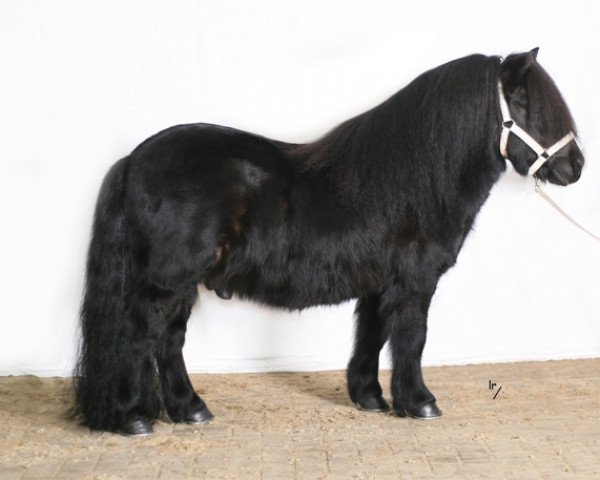 stallion Shadow van Drieoka (Shetland Pony, 2002, from Libero W van de Hertraksestraat)
