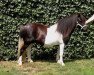 broodmare Yvette Liebas (Shetland Pony, 2006, from Furi van de Vier Hoeven)