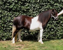 Zuchtstute Yvette Liebas (Shetland Pony, 2006, von Furi van de Vier Hoeven)