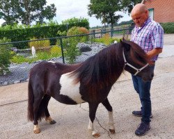 Zuchtstute Lacei van Stal Lagevoort (Shetland Pony,  , von Floriant v.d. Casterhof)