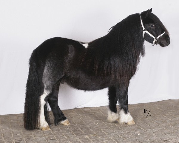 Deckhengst Floriant v.d. Casterhof (Shetland Pony,  , von Amigo van Stal van Aschberg)