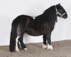 stallion Floriant v.d. Casterhof (Shetland Pony,  , from Amigo van Stal van Aschberg)