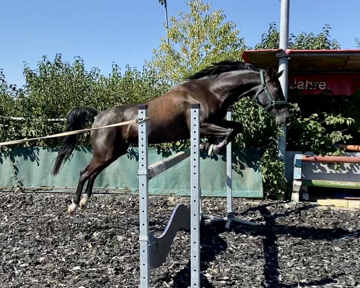 broodmare Bonita (German Riding Pony, 2009, from Orchard Boginov)