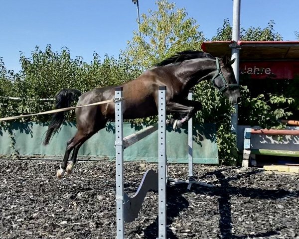 broodmare Bonita (German Riding Pony, 2009, from Orchard Boginov)
