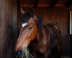 horse Lord Caletto 4 (German Riding Pony, 1993, from Caletto)