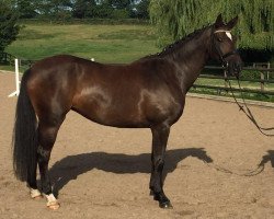 dressage horse Traumzeit 2 (Trakehner, 2010, from Münchhausen)