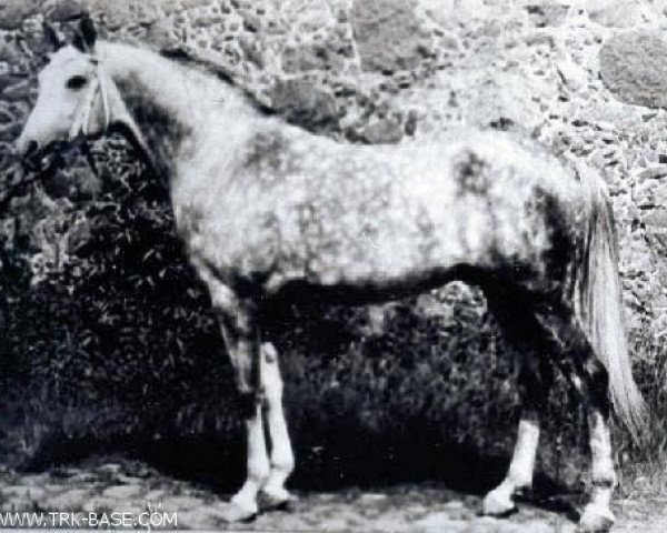 Deckhengst Takt ox (Vollblutaraber, 1979, von Kumir 1973 ox)