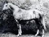stallion Takt ox (Arabian thoroughbred, 1979, from Kumir 1973 ox)