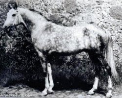 stallion Takt ox (Arabian thoroughbred, 1979, from Kumir 1973 ox)