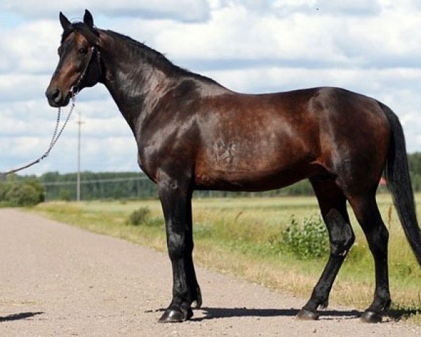 stallion Southwind Pinnacle M-2752 (US) (American Trotter, 1993, from Valley Victory MV961 (US))