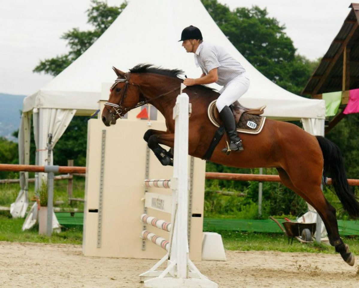 horse Meidlinger's Romina (Austrian Warmblood, 2005, from Lascadel)