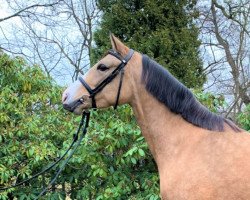 dressage horse Gut Oersdorfs Tiffany Diamond (Deutsches Reitpony, 2018, from Steendieks Dschingis Khan)