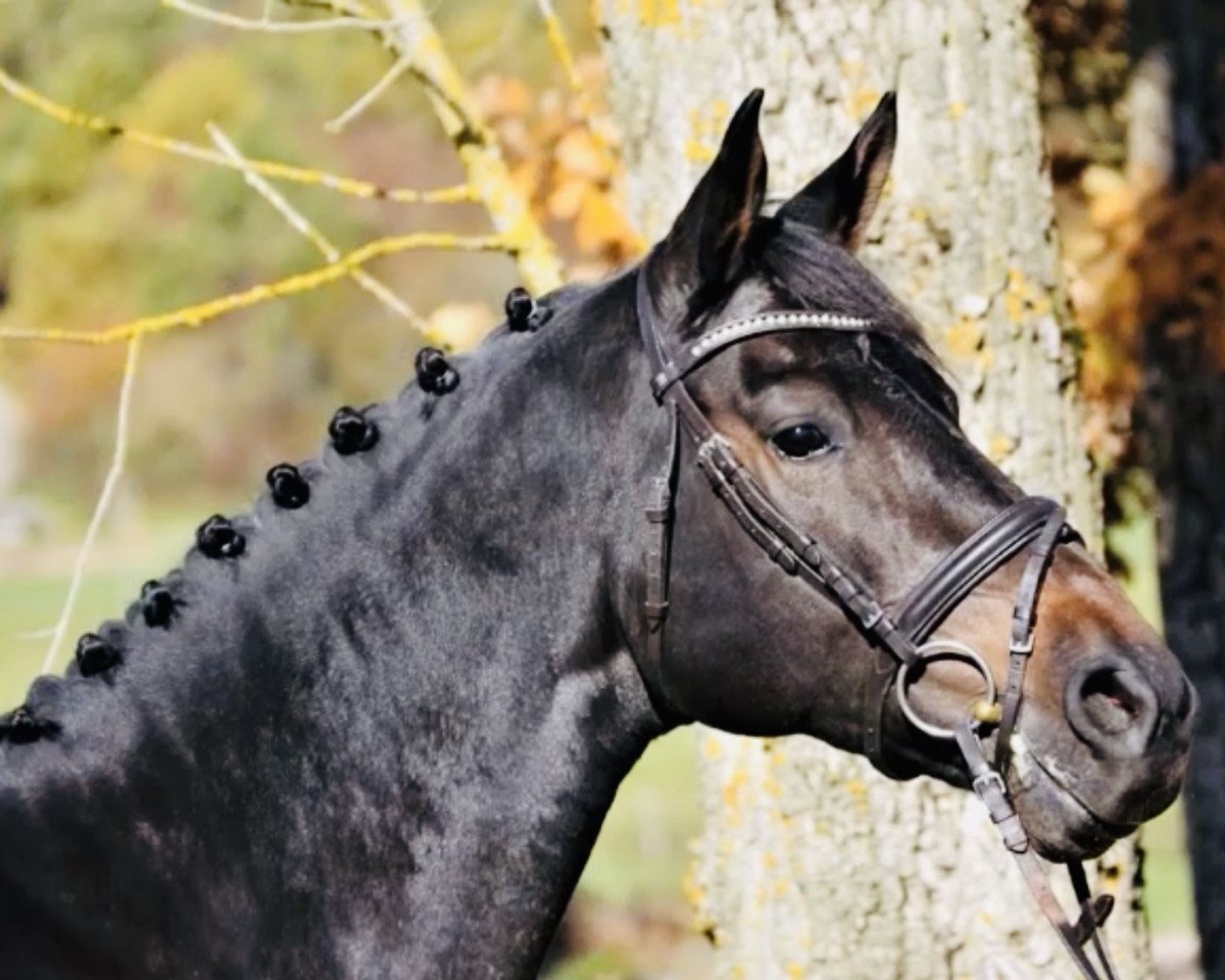 jumper Quarmella van de Nachtegaele (Belgian Warmblood, 2016, from Karmel van de Watering)