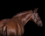 dressage horse Nena II (unknown, 2010)