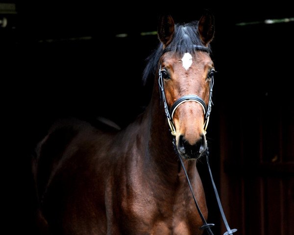 Pferd Askalani (Holsteiner, 2007, von Aljano)