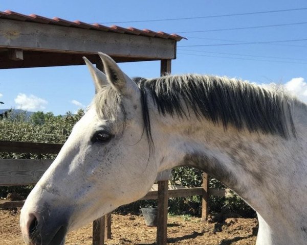 broodmare Sparkling Moment (Spanish Sport Horse, 2009, from Scolari)