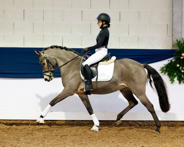 dressage horse Donna Leona 4 (German Riding Pony, 2009, from Donnerwetter)
