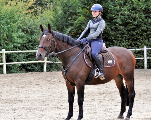 jumper Meine Sternschnuppe (Oldenburg show jumper, 2019, from Maloubet de Pleville)