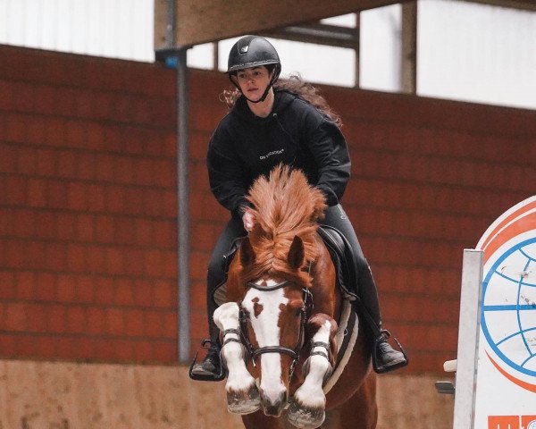 jumper Balou du Pilot (Oldenburg, 2019, from Balou du Rouet)