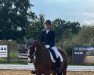 dressage horse Elbenkönig (Trakehner, 2007, from Summertime)