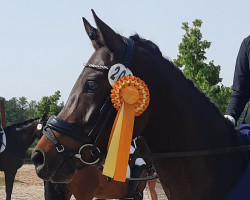 dressage horse Shakira 529 (Welsh Mix, 2015, from Nia Domo's Bolero)