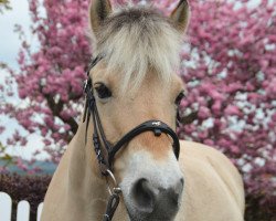 broodmare Gwen HH (Fjord Horse, 2006, from Bolseten N.2825)