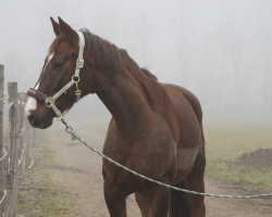 dressage horse Boccaccio 54 (Hanoverian, 2018, from Bon Coeur)