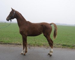 broodmare Fürstin Lilly ZR (Oldenburg, 2010, from Fürst Romancier)