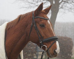 dressage horse Sail (Thoroughbred, 2006, from Secret'n Classy xx)