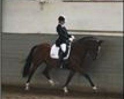 dressage horse Donna Ricca (Oldenburg, 2002, from Donnerhall)