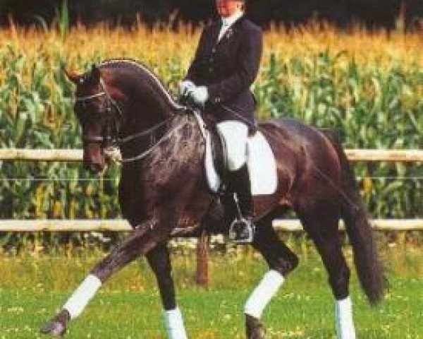 stallion Drakdream (Dutch Warmblood, 1993, from Donnerhall)