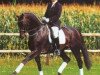 stallion Drakdream (KWPN (Royal Dutch Sporthorse), 1993, from Donnerhall)