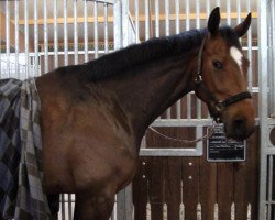 dressage horse Lennek (Hanoverian, 2006, from Londonderry)