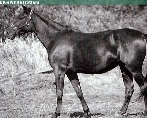 broodmare Elegant Weed DF-416 (US) (American Trotter, 1985, from Speedy Somolli 155AS (US))