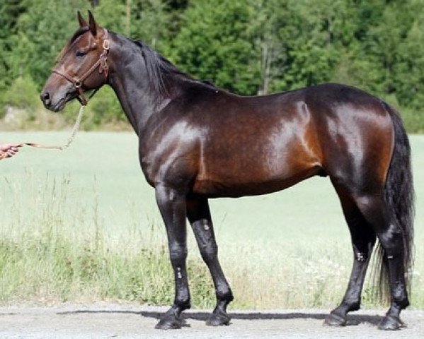 Deckhengst Jailhouse Joey X-8680 (US) (Amerikanischer Traber, 2001, von Muscles Yankee P-4377 (US))