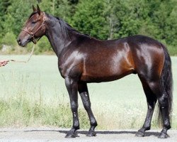 stallion Jailhouse Joey X-8680 (US) (American Trotter, 2001, from Muscles Yankee P-4377 (US))