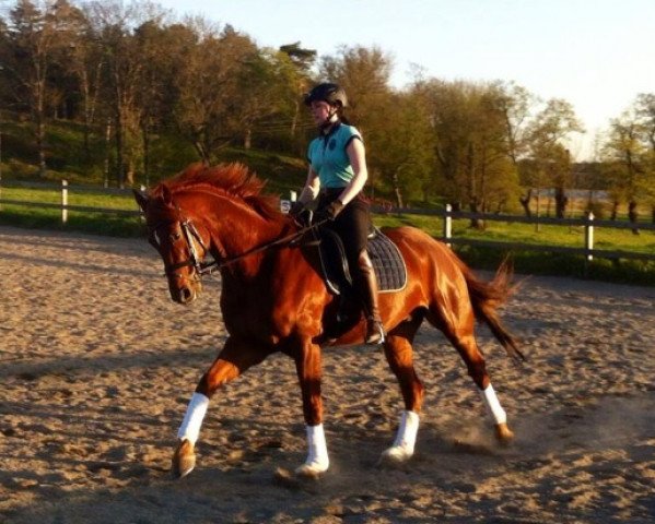 dressage horse Diridius (Hanoverian, 2008, from Danone II)