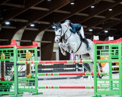 Springpferd Clooney 7 (Österreichisches Warmblut, 2011, von Clinton H)