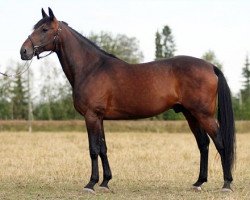 stallion Virago V-0013 (IT) (American Trotter, 1995, from Cézio Josselyn J-5073 (US))