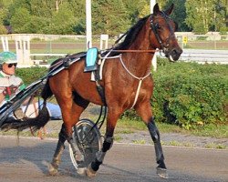 horse Sundancer Icon (American Trotter, 2009, from Uno di Jesolo (IT))