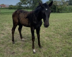 Springpferd Chloé la plus belle FW (Westfale, 2021, von Cornet de Semilly)