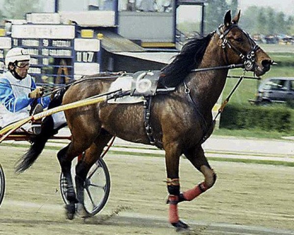 stallion Lemon Dra (IT) (Traber, 1986, from Sharif di Jeselo (It))