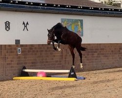 jumper Cambridge (Holsteiner, 2021, from Chubakko)