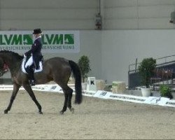 dressage horse Edward Louis B (Westphalian, 2002, from Ehrentanz I)